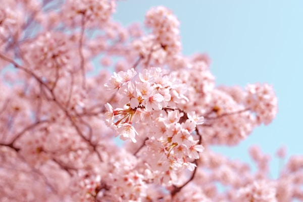 桜鑑賞